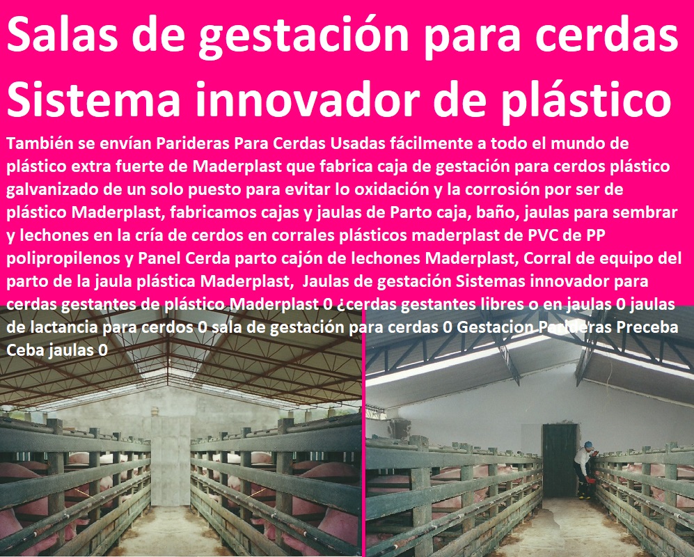 Jaulas de gestación Sistemas innovador para cerdas gestantes de plástico Maderplast 0 ¿cerdas gestantes libres o en jaulas 0 jaulas de lactancia para cerdos 0 sala de gestación para cerdas 0 Gestacion Parideras Preceba Ceba jaulas 0 Jaulas de gestación Sistemas innovador para cerdas gestantes de plástico Maderplast 0 ¿cerdas gestantes libres o en jaulas 0 jaulas de lactancia para cerdos 0 sala de gestación para cerdas 0 Gestacion Parideras Preceba Ceba jaulas 0 pisos jaulas comederos, porcicultura jaulas, corrales, parideras, porcinas corral, gestación cerdas, parto cerda, lechonera, destete, jaula pre ceba porcinos, corraleja, ceba, engorde cerdos, porqueriza cría de lechones, 